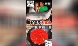 爆料网红吃鲨鱼视频大全,惊悚视频大盘点